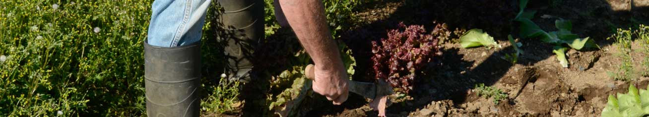 Maine Farm Bureau Page Banner