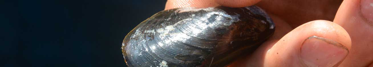 Maine Farm Bureau Page Banner